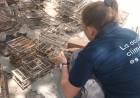 Provincia rescató animales en cautiverio que iban a ser vendidos de manera ilegal