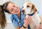 "Martes 30 de abril: Celebración del Día Mundial del Veterinario en Honor a los Profesionales de la Salud Animal"