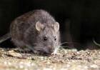 Falleció un adolescente en Recreo por hantavirus y se encienden las alertas en la Provincia