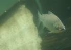  Por qué es importante limitar la exportación de peces del río Paraná