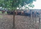 La Policía Rural recuperó 161 animales tras una denuncia de un reconocido influencer del agro