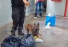 Controles en las cárceles: detectaron marihuana y cocaína ocultas entre pertenencias de visitantes al penal de Las Flores