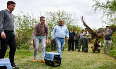  Biodiversidad: Provincia ya realizó 1.400 rescates de animales
