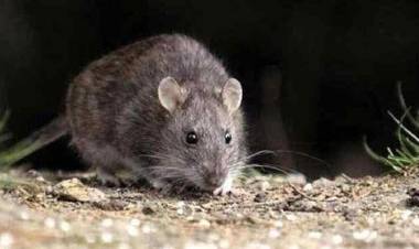 Falleció un adolescente en Recreo por hantavirus y se encienden las alertas en la Provincia