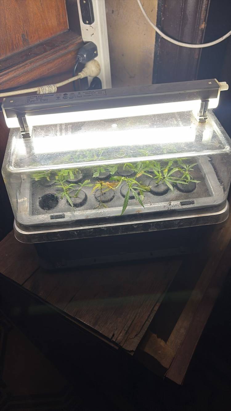 Detenido por amenazas: descubren un vivero de marihuana en su vivienda tras un operativo policial